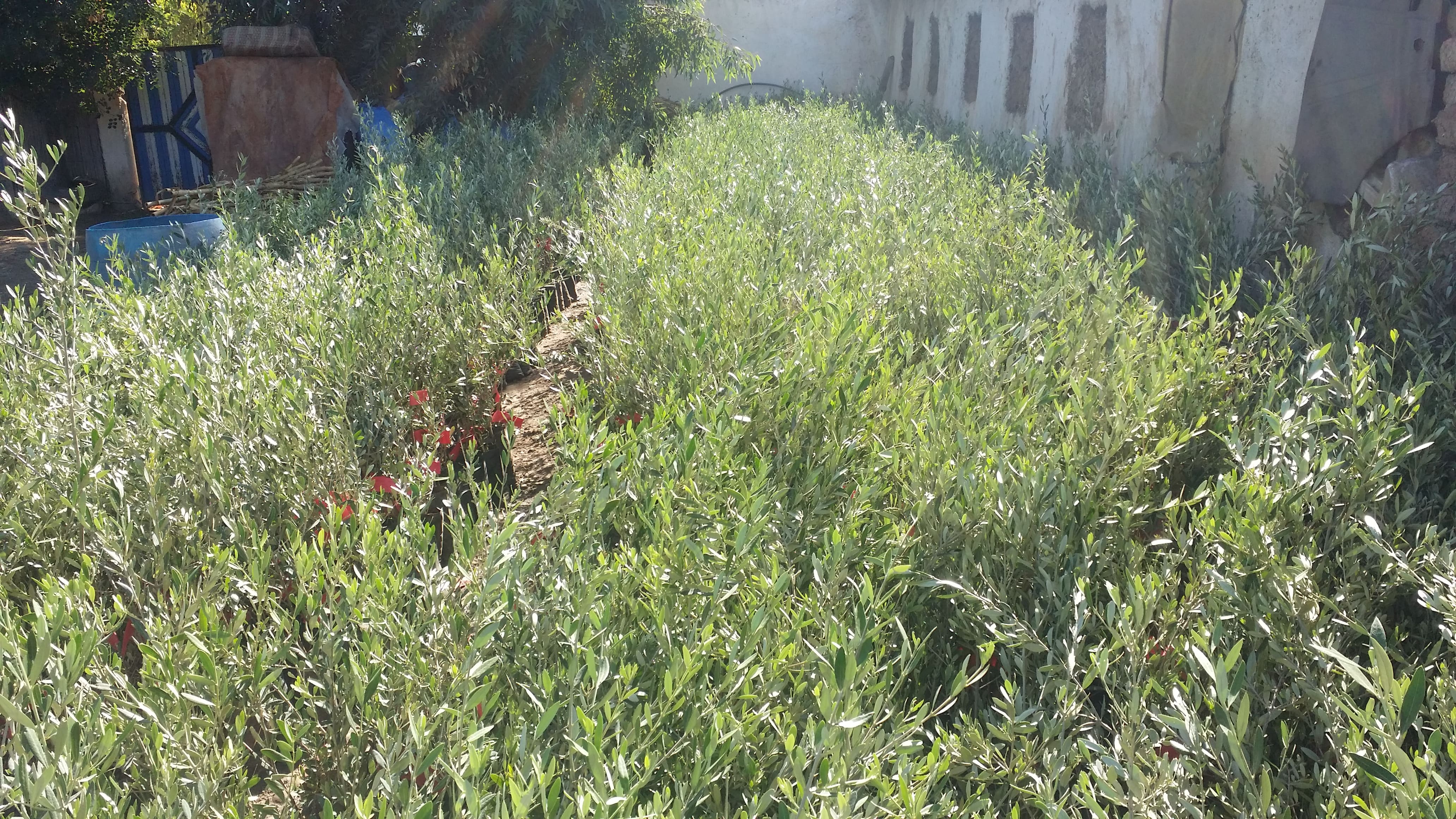 Travaux de plantation d’olivier sur une superficie de 2000 HA au niveau des communes rurales d’Ouled Khallof, Oued Lkhdar, Sor Al Az, Sidi rahal (Afiad) et Zemrane gharbia (Takhyart), Province d’Elkelaa des Sraghna