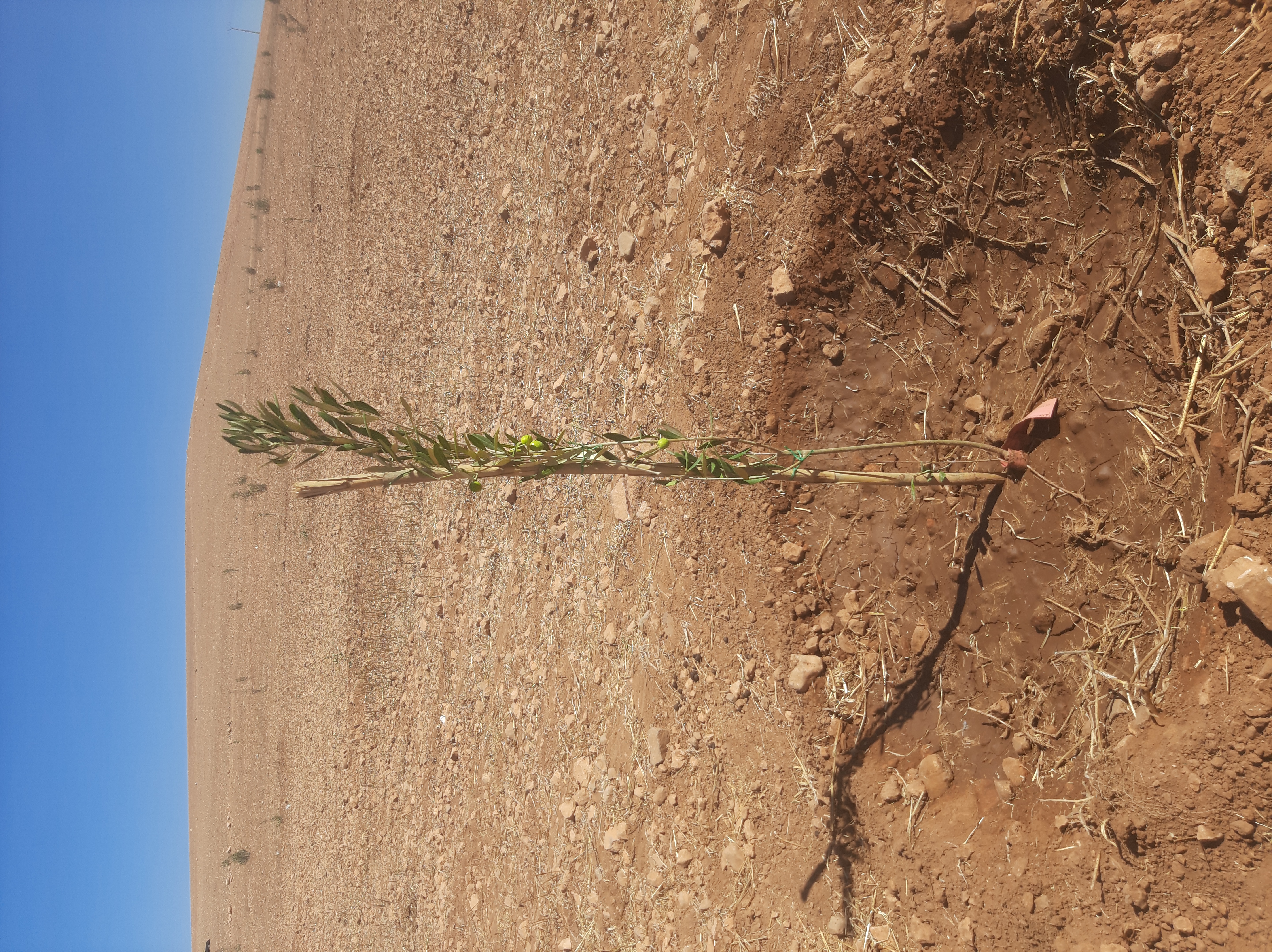 Assistance technique pour la supervision des travaux de plantation dans la zone d’action de la DPA de Safi.