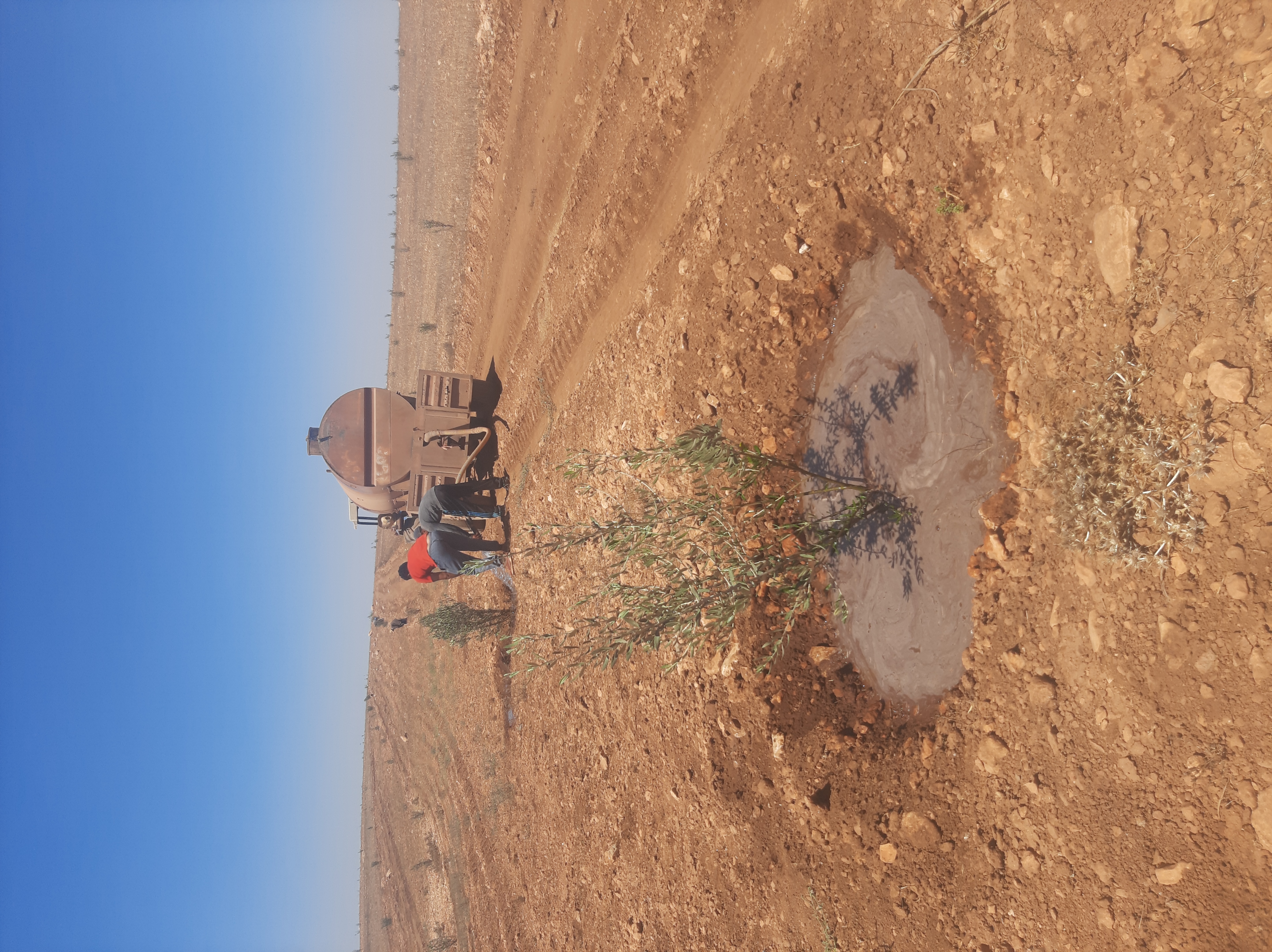 Assistance technique pour la supervision des travaux de plantation dans la zone d’action de la DPA de Safi.