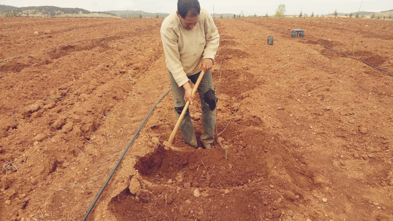 Assistance technique pour le suivi et le contrôle des travaux de plantation de 100 ha de pommier dans la zone d’action de la DPA d’Ifrane, CR Dayet Aoua, Province d’Ifrane