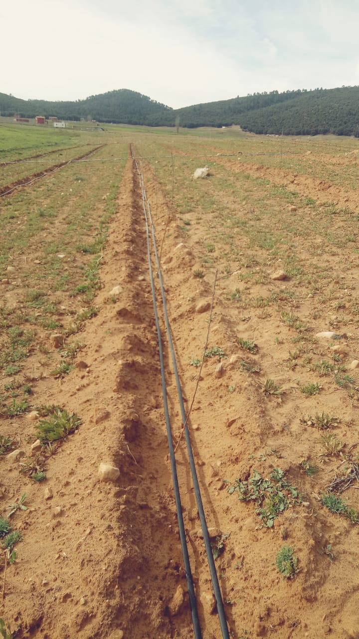 Assistance technique pour le suivi et le contrôle des travaux de plantation de 100 ha de pommier dans la zone d’action de la DPA d’Ifrane, CR Dayet Aoua, Province d’Ifrane