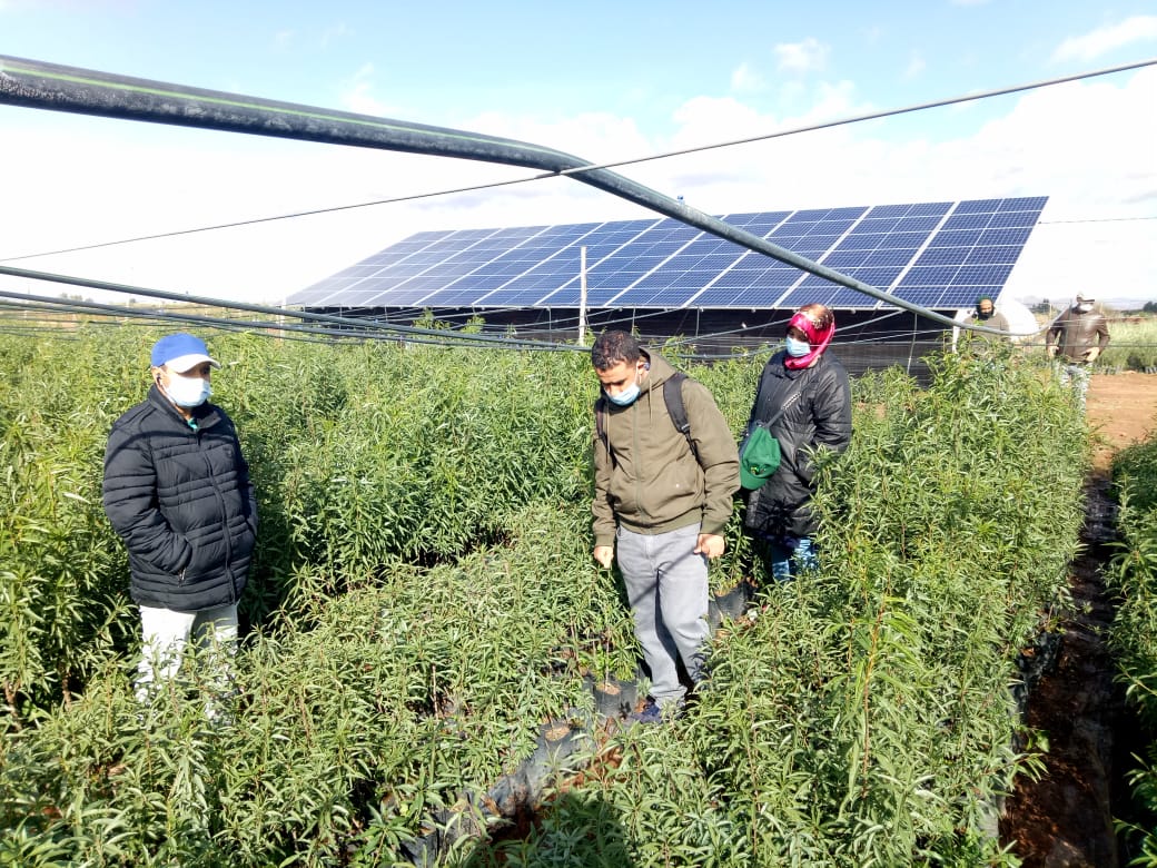 Assistance technique pour la supervision, le suivi, le contrôle des travaux de plantation et l'accompagnement des agriculteurs bénéficiaires dans le cadre des projets pilier 2 relatifs à la reconversion des céréales en olivier sur une superficie de 200 ha dans les CT Bouabout , Bouabout Amedlane et densification de 7000 plants d'olivier à la CT Adassil : Province de Chichaoua