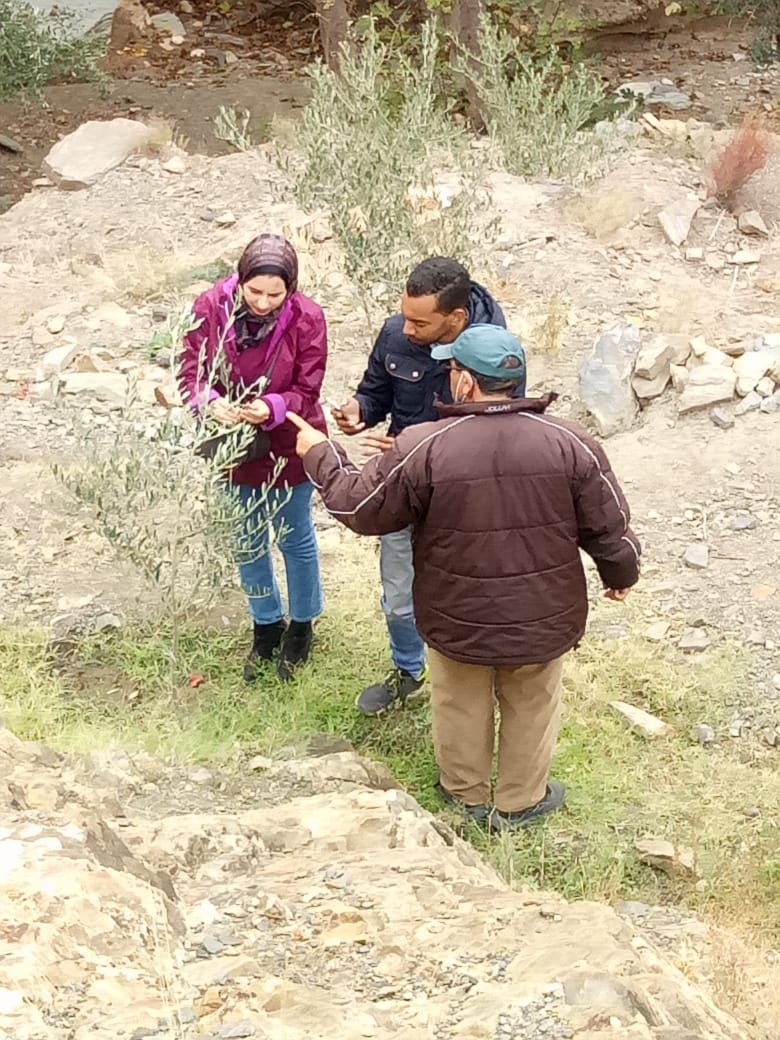 Assistance technique pour la supervision, le suivi, le contrôle des travaux de plantation et l'accompagnement des agriculteurs bénéficiaires dans le cadre des projets pilier 2 relatifs à la reconversion des céréales en olivier sur une superficie de 200 ha dans les CT Bouabout , Bouabout Amedlane et densification de 7000 plants d'olivier à la CT Adassil : Province de Chichaoua