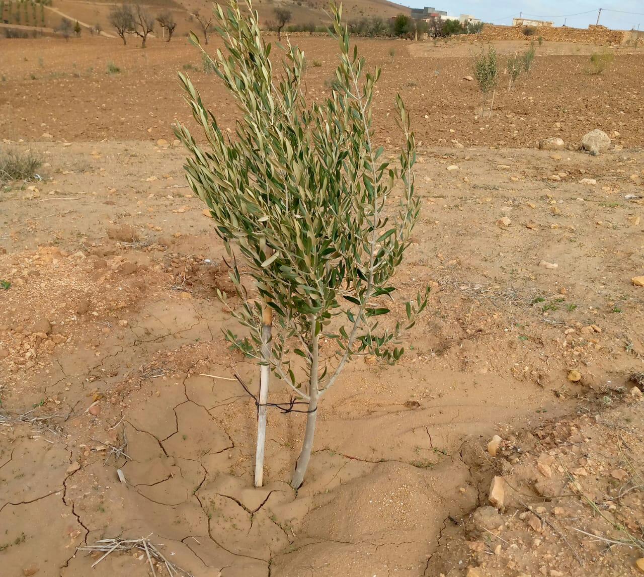 Assistance technique pour la supervision, le suivi, le contrôle des travaux de plantation et l'accompagnement des agriculteurs bénéficiaires dans le cadre des projets pilier 2 relatifs à la reconversion des céréales en olivier sur une superficie de 200 ha dans les CT Bouabout , Bouabout Amedlane et densification de 7000 plants d'olivier à la CT Adassil : Province de Chichaoua