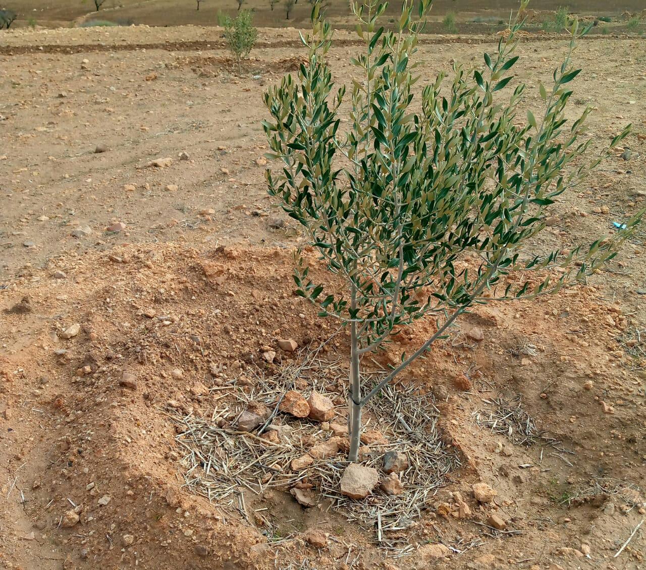 Assistance technique pour la supervision, le suivi, le contrôle des travaux de plantation et l'accompagnement des agriculteurs bénéficiaires dans le cadre des projets pilier 2 relatifs à la reconversion des céréales en olivier sur une superficie de 200 ha dans les CT Bouabout , Bouabout Amedlane et densification de 7000 plants d'olivier à la CT Adassil : Province de Chichaoua