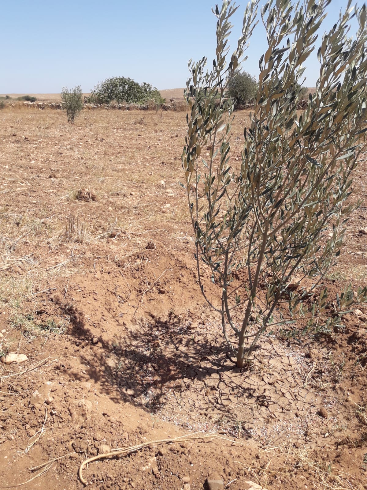 Assistance technique pour la supervision des travaux de plantation dans la zone d’action de la DPA de Safi.