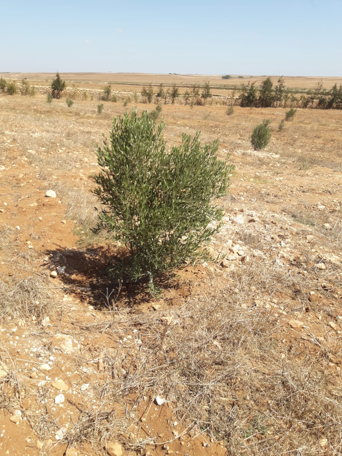 Assistance technique pour la supervision des travaux de plantation dans la zone d’action de la DPA de Safi.