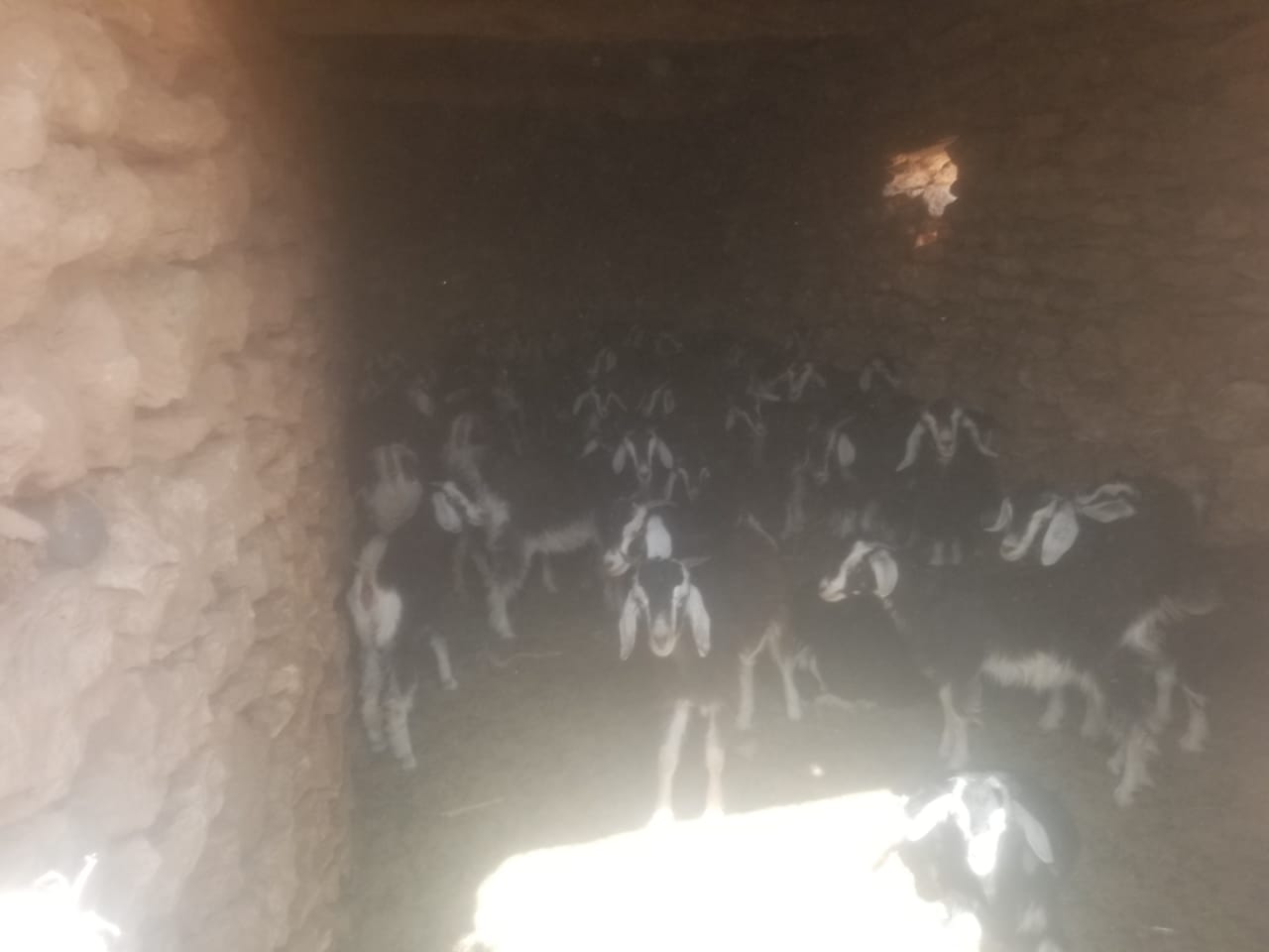 La Réalisation de l’enquête élevage 2ème passage de l’année 2021 au profit de la Direction Régionale de l’Agriculture de Tanger -Tétouan-Al Hoceima