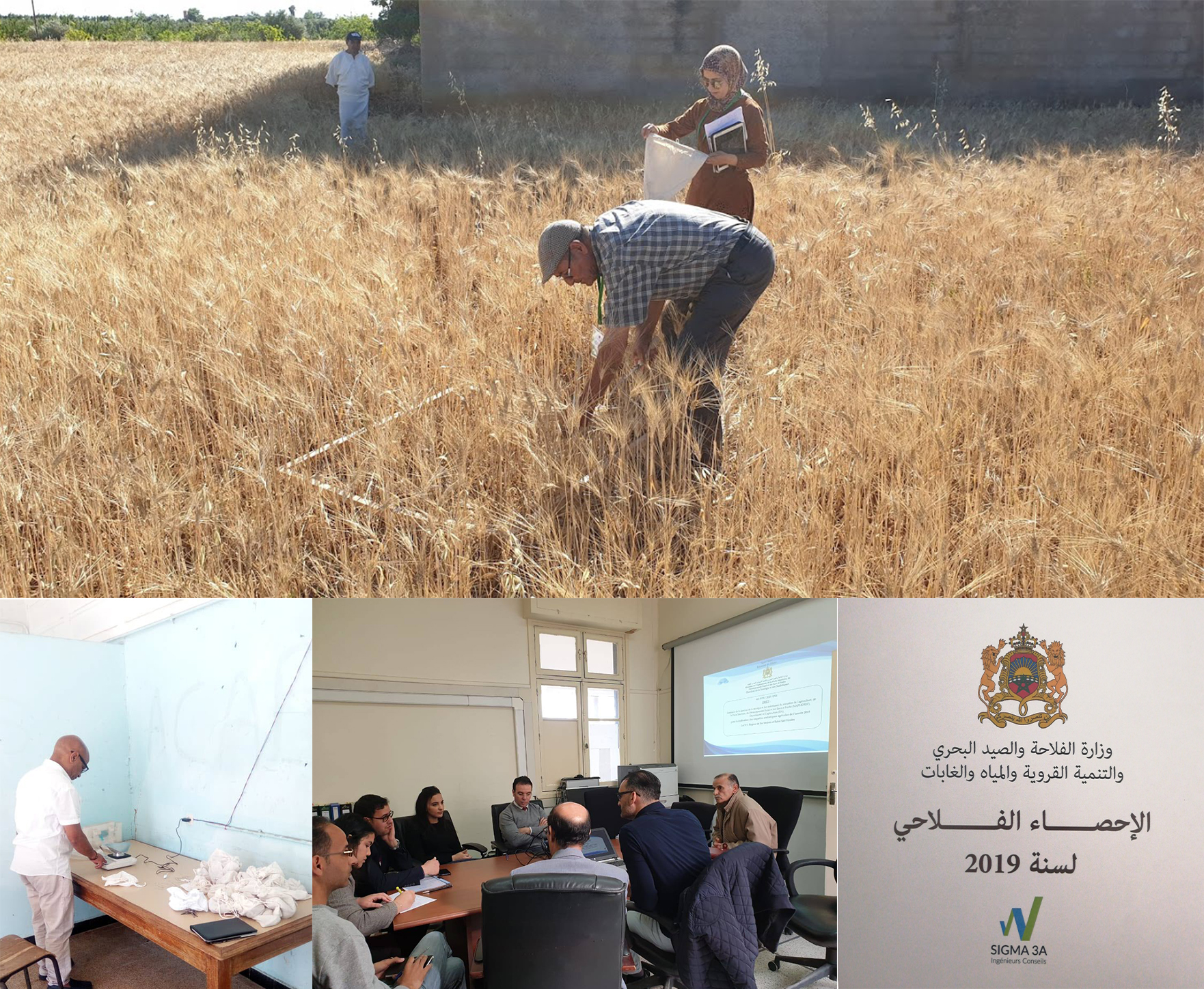 Dans le cadre des prévisions du rendement des céréales de la compagne agricole 2018/2019, le ministère de l’agriculture vient de publier les premières statistiques officielles sur les réalisations de la dite compagne céréalière, sur la base des enquêtes statistiques agricoles menées dans les différentes zones de production du royaume, dont SIGMA 3A a pris part. En effet, consciente de l’attention particulière accordée à la filière céréalière au Maroc, SIGMA 3A a contribué grandement à la réalisation des enq