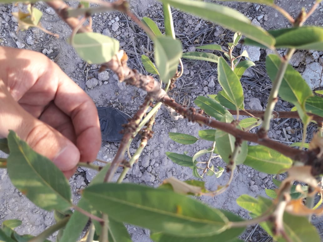 Assistance technique pour la supervision et le contrôle des travaux de plantation d’amandier et l’accompagnement des agriculteurs bénéficiaires dans la zone d’action de la Direction Provinciale de l’Agriculture de Taourirt :