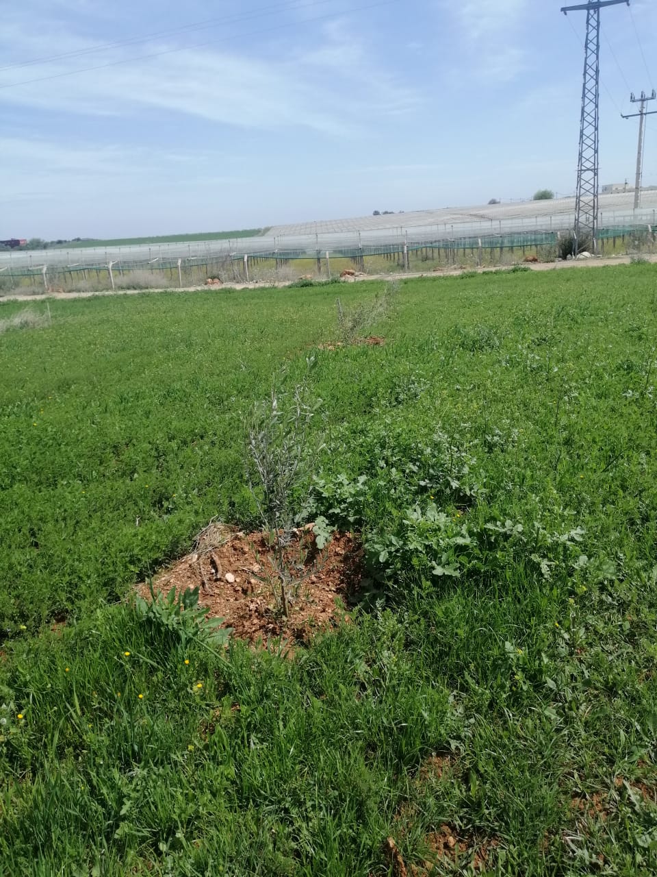 Assistance Technique à la Direction Provinciale de l’Agriculture de Sefrou pour l’achèvement et la durabilité des actions du Programme de Développement Rural des Zones de Montagne (PDRZM)