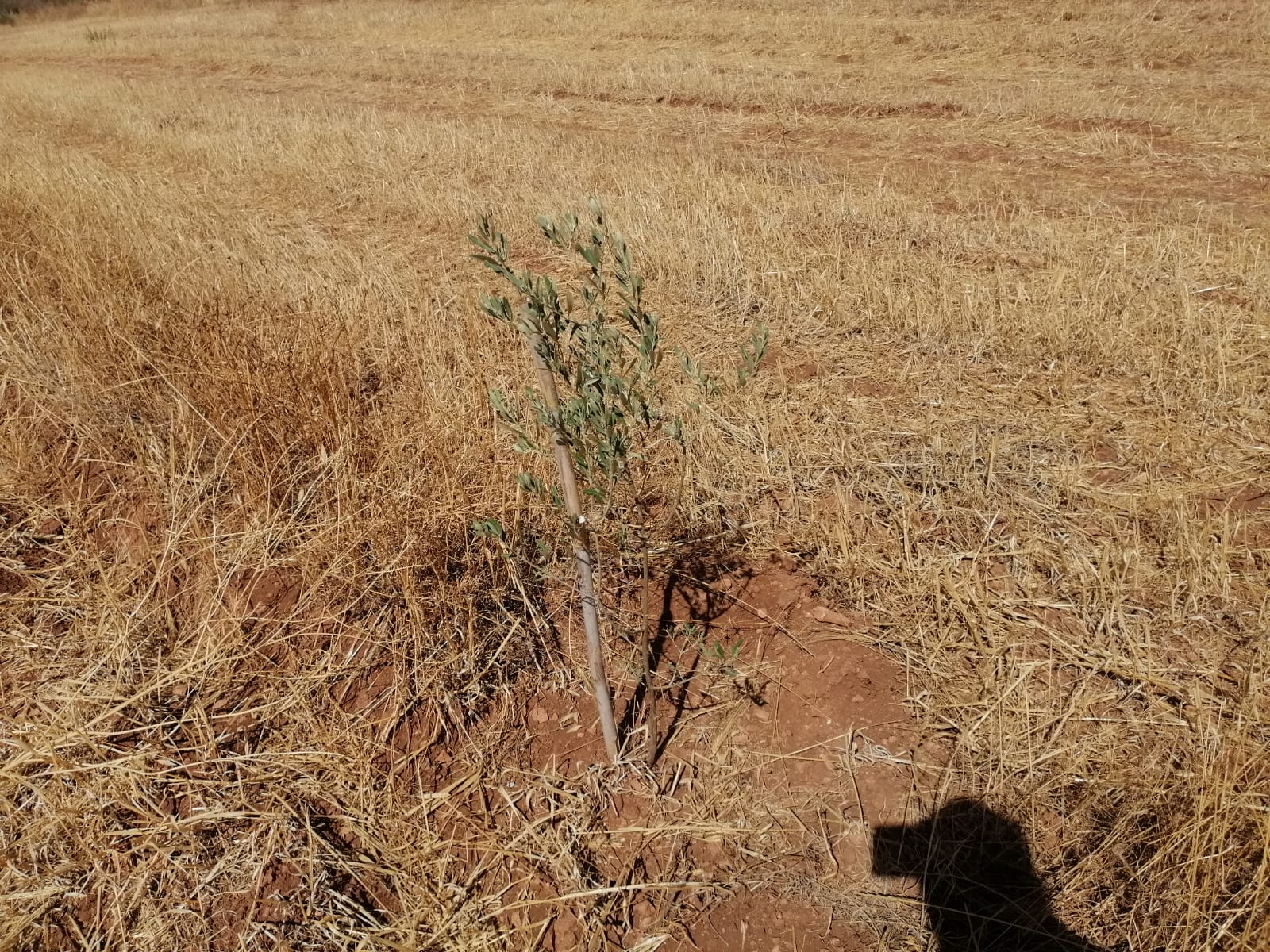 Assistance Technique à la Direction Provinciale de l’Agriculture de Sefrou pour l’achèvement et la durabilité des actions du Programme de Développement Rural des Zones de Montagne (PDRZM)
