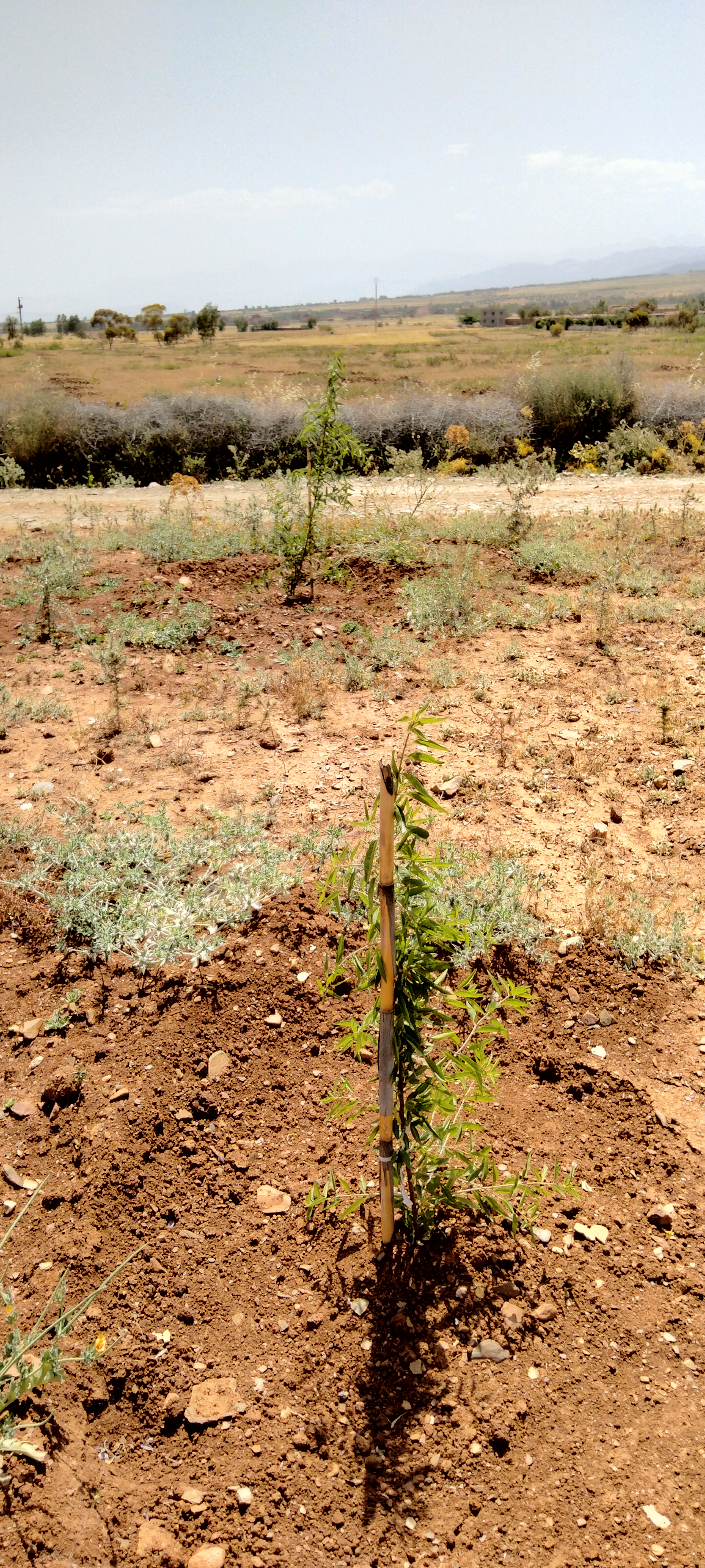Assistance technique mise à la disposition de la direction provinciale d’agriculture de Marrakech  par des cadres et des techniciens pour l’accompagnement des nouveaux projets Amandier-Atriplex 2019-2022 dans le cadre des projets pilier II