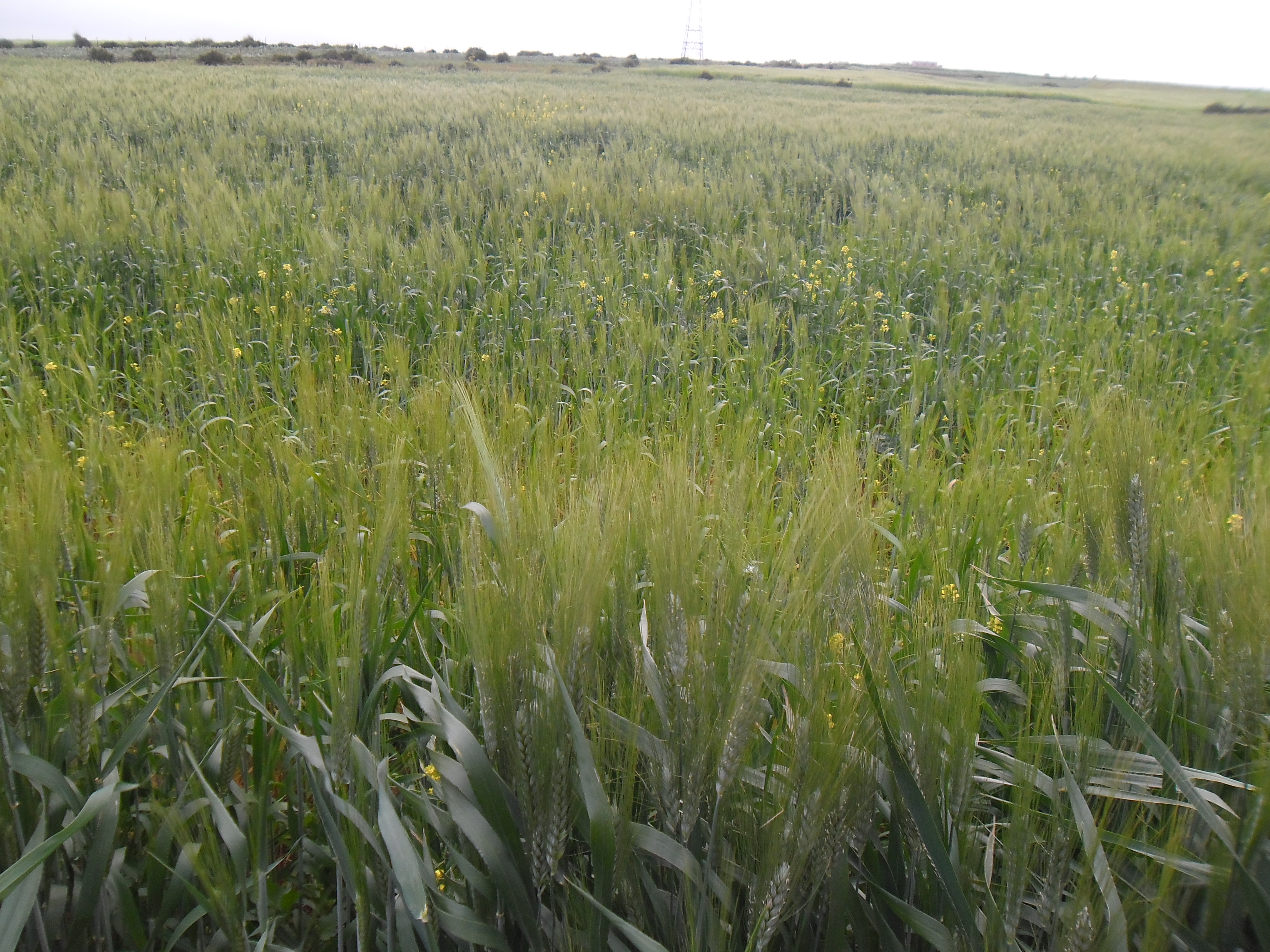 Assistance technique pour la caractérisation et labellisation du Petit Pois d’Aït kamra en tant que produit de terroir dans la province d’Al Hoceima.