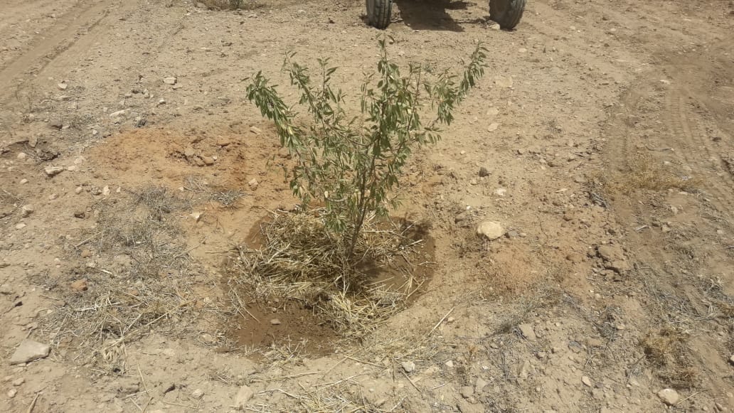 Assistance technique pour la supervision et le contrôle des travaux de plantation d’amandier et l’accompagnement des agriculteurs bénéficiaires dans la zone d’action de la Direction Provinciale de l’Agriculture de Taourirt :